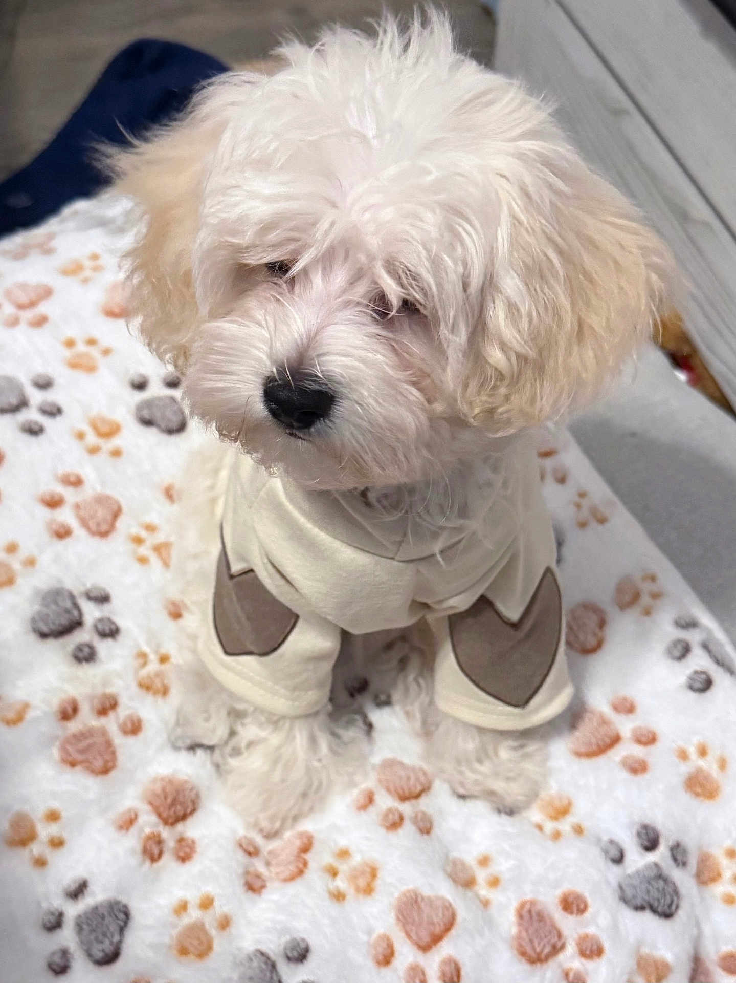 Bluey is registered to the contest to win money with this photo: puppy, dog, white_fur, curly_fur, pet_clothing, blanket, paw_prints, cute, indoor, small_dog, soft_texture, fur, adorable, animal, sitting, cozy, young_dog, companion_animal, domestic_animal, fur_texture