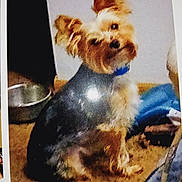 Thunder is registered to the contest to win money with this photo: dog, small_dog, carpet, indoor, pet, fur, sitting, curious, bowl, fabric, brown, black, blue, animal, domestic_animal, head_tilt, floor, companion, cute, household