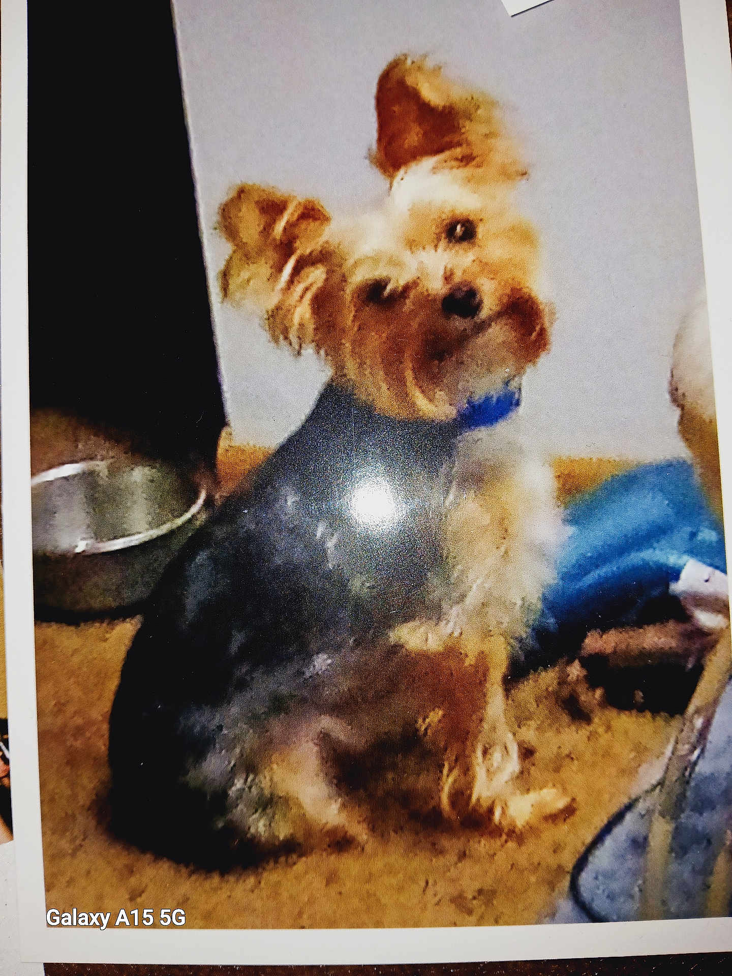 Thunder is registered to the contest to win money with this photo: dog, small_dog, carpet, indoor, pet, fur, sitting, curious, bowl, fabric, brown, black, blue, animal, domestic_animal, head_tilt, floor, companion, cute, household