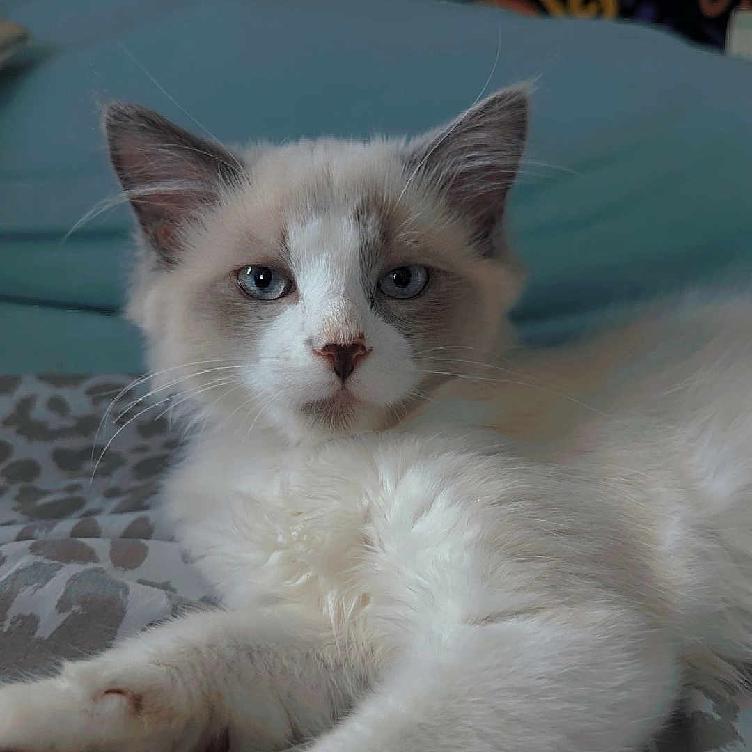 Milo is registered to the contest to win money with this photo: animal, blanket, blue_eyes, cat, close_up, cute, feline, fluffy, gray, home, indoor, lying_down, paws, pet, portrait, relaxed, resting, soft, whiskers, white