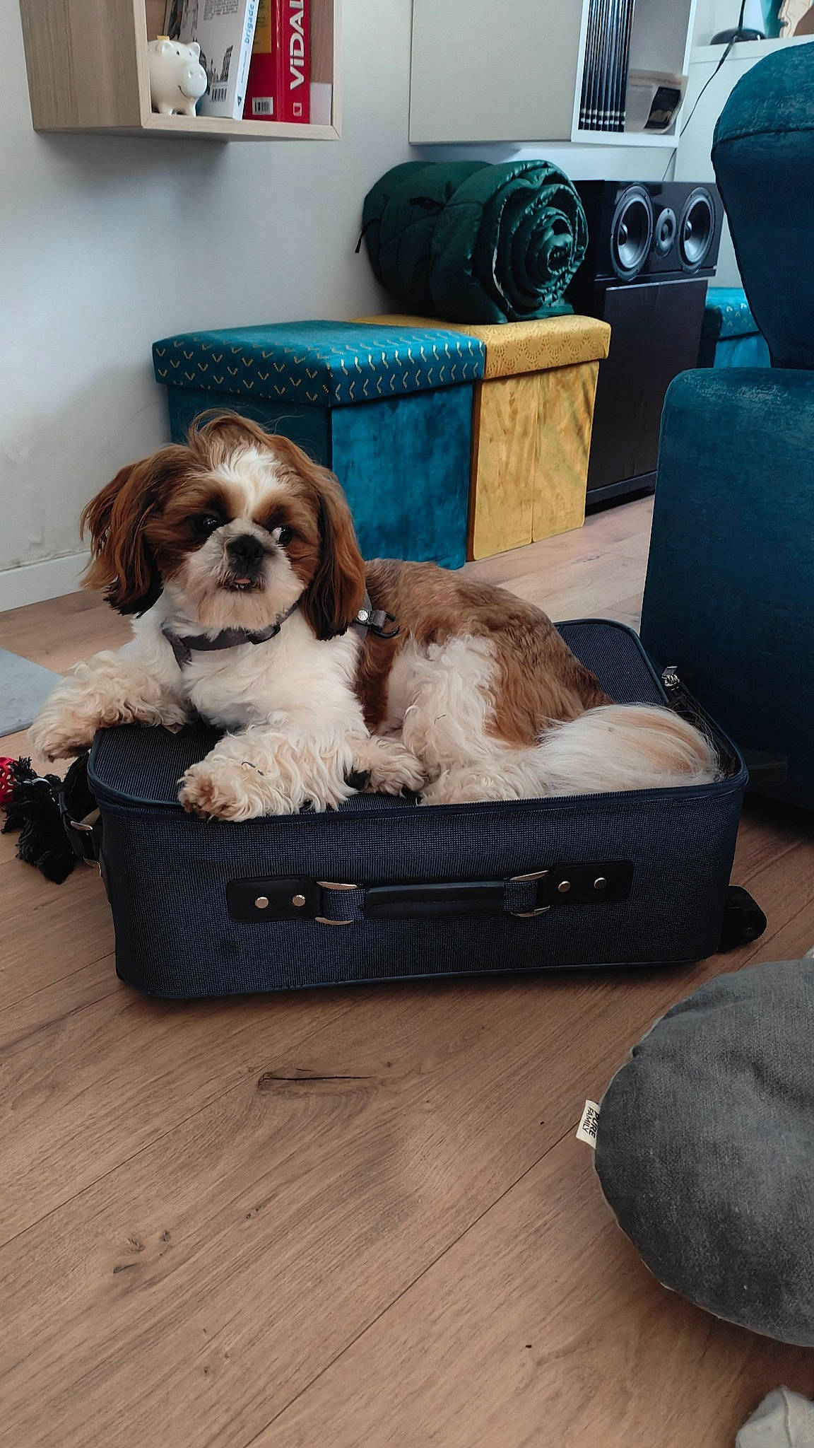 Tito participe au concours pour gagner de l'argent avec cette photo : canidae, car_seat_cover, carnivore, comfort, companion_dog, dog, dog_breed, dog_collar, dog_supply, eyewear, flooring, fur, gun_dog, hardwood, liver, living_room, sitting, sporting_group, toy_dog, wood