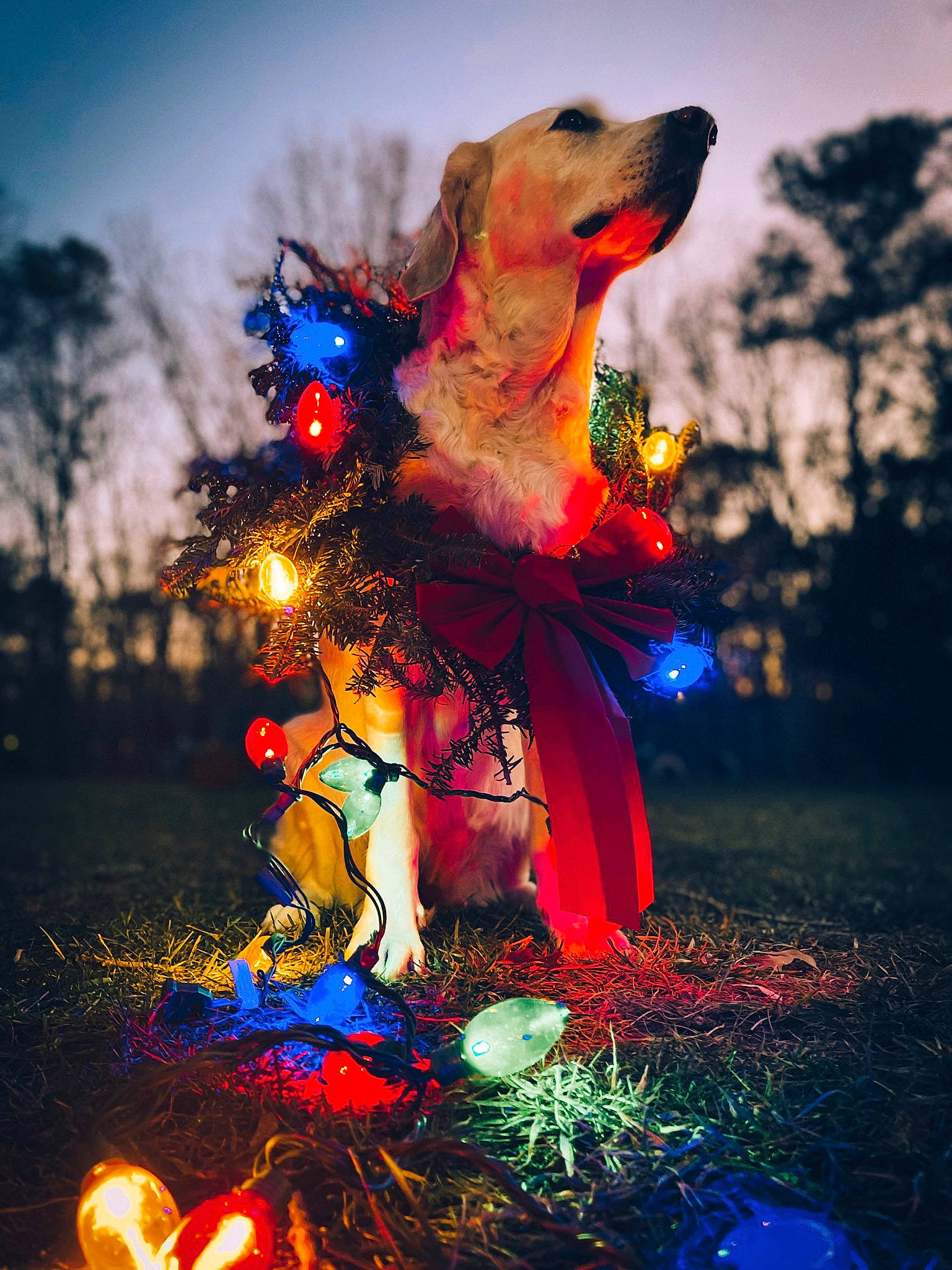 Daisy joined the competition — help win amazing prizes! art, blue, christmas, christmas_decoration, christmas_lights, darkness, dog, electric_blue, evening, event, fawn, fun, grass, happy, holiday, night, plant, sky, tree, winter