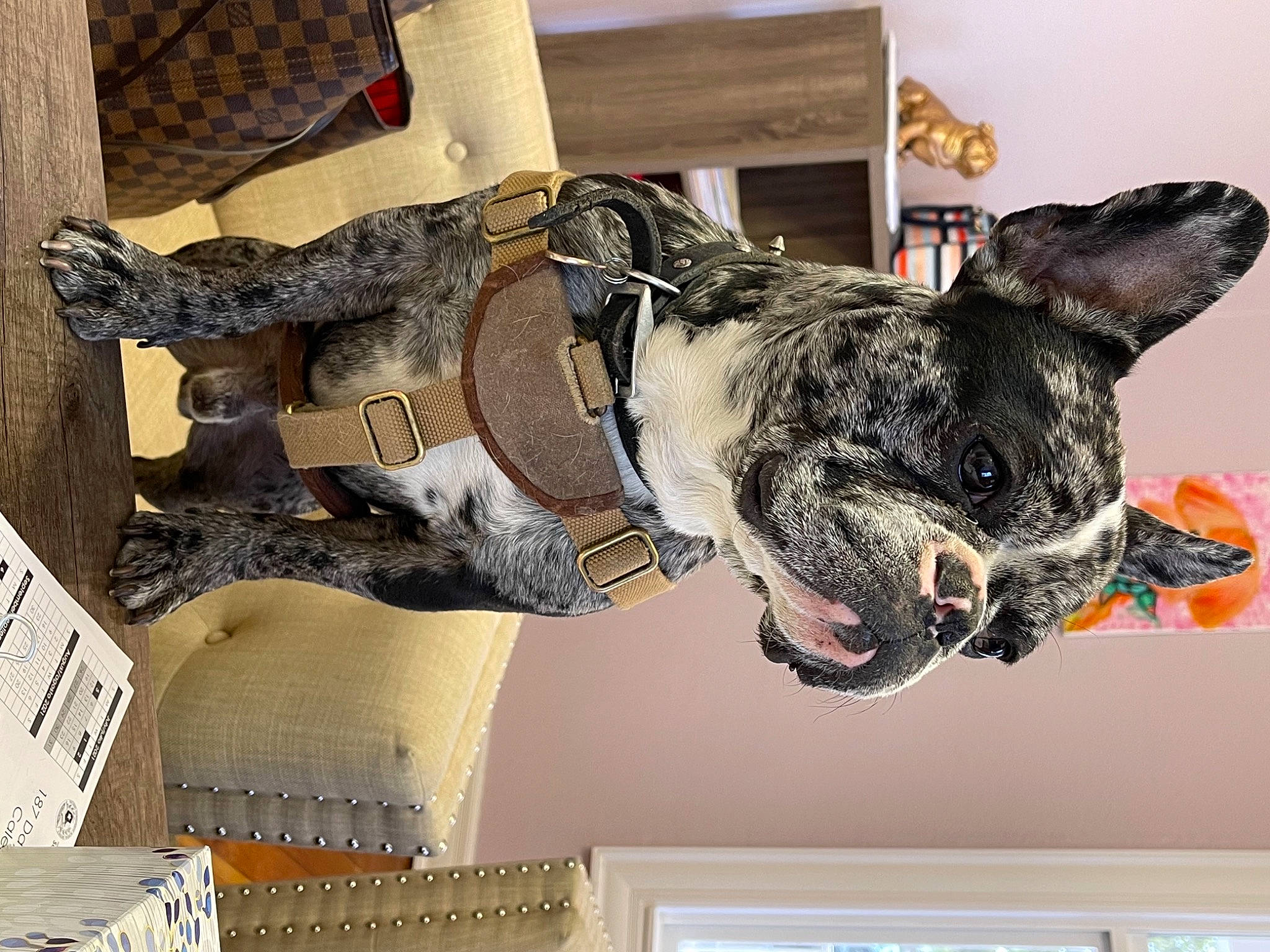 Charly is registered to the contest to win money with this photo: army, art, camouflage, carnivore, collar, dog, dog_breed, fawn, fur, guard_dog, military_camouflage, military_person, military_uniform, sculpture, snout, sporting_group, tail, window, wood, working_animal