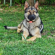 Shadow a rejoint le concours — aidez-le/la à gagner de superbes lots ! dog, german_shepherd, grass, outdoor, pet, animal, canine, collar, tree, fur, ears, alert, nature, greenery, laying, mammal, park, leaf, summer, sunlight