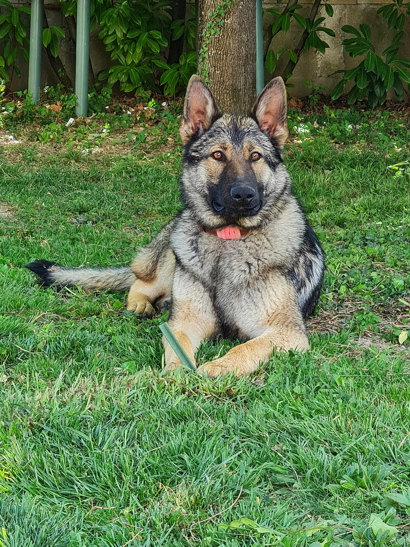 Shadow a rejoint le concours — aidez-le/la à gagner de superbes lots ! dog, german_shepherd, grass, outdoor, pet, animal, canine, collar, tree, fur, ears, alert, nature, greenery, laying, mammal, park, leaf, summer, sunlight