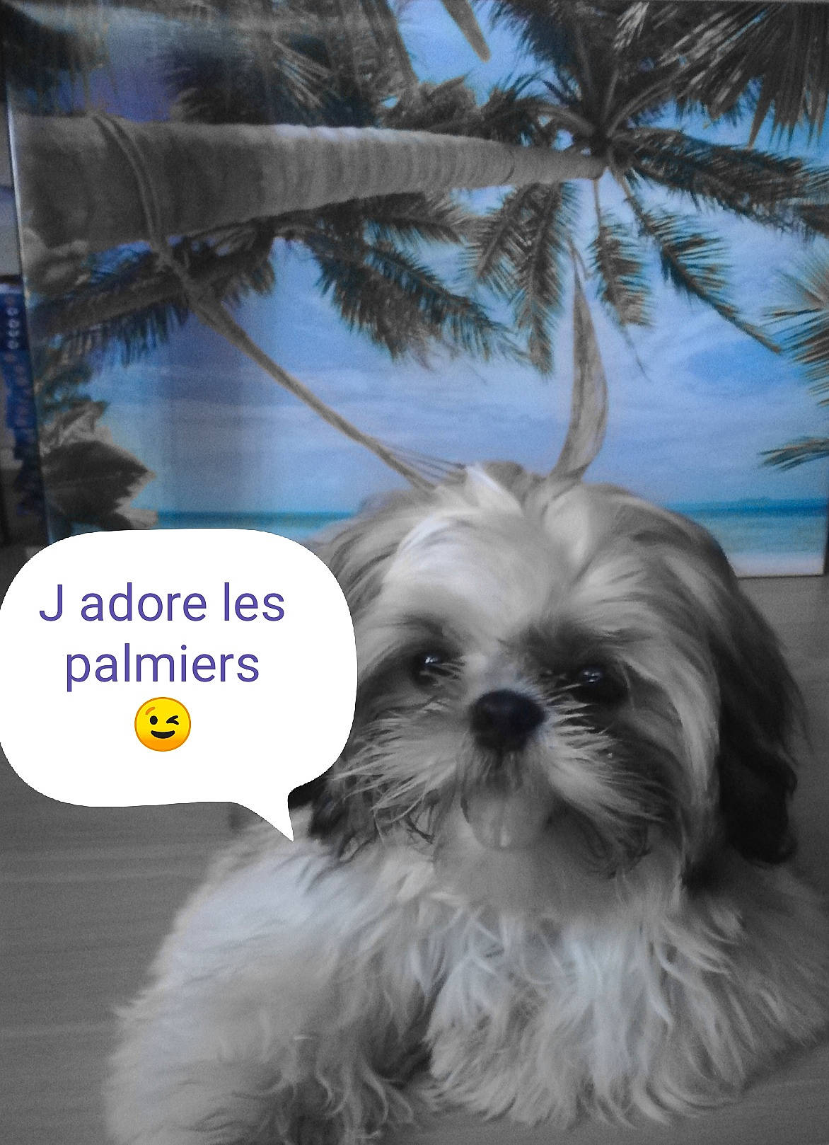 Tchoupy participe au concours pour gagner de l'argent avec cette photo : canidae, carnivore, companion_dog, dog, dog_breed, font, fur, liver, mal_shi, non_sporting_group, palm_tree, photo_caption, puppy, shih_tzu, small_terrier, sporting_group, terrestrial_animal, terrier, toy_dog, working_animal