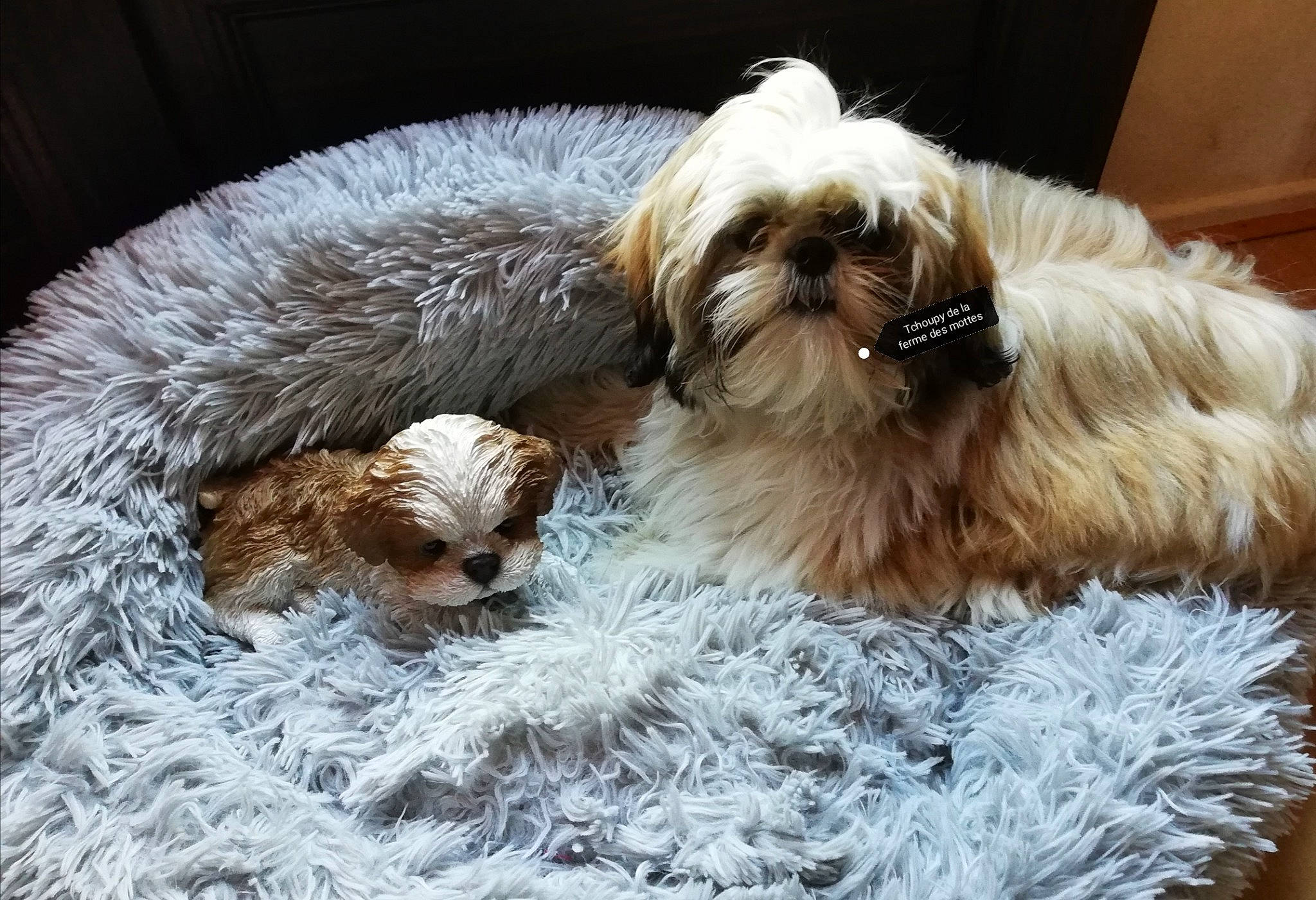 Tchoupy participe au concours pour gagner de l'argent avec cette photo : canidae, carnivore, companion_dog, dog, dog_breed, dog_supply, fur, liver, mal_shi, shih_poo, shih_tzu, small_terrier, snout, sporting_group, terrestrial_animal, terrier, toy_dog, water_dog, working_animal, yorkipoo