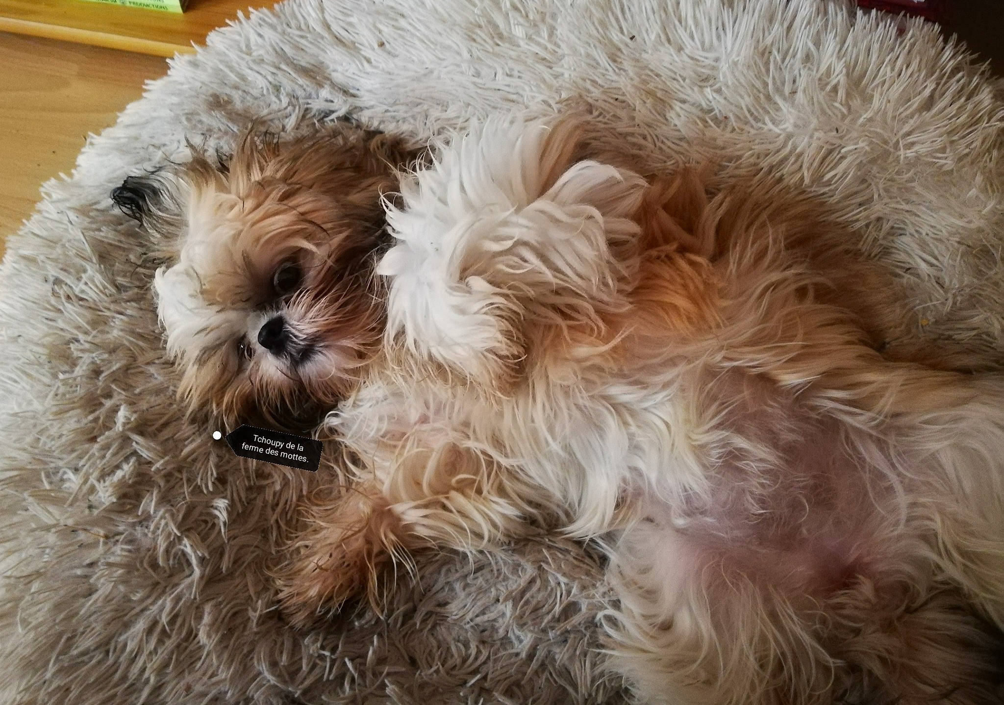 Tchoupy participe au concours pour gagner de l'argent avec cette photo : canidae, carnivore, close_up, companion_dog, dog, dog_breed, fawn, fur, hat, liver, natural_material, shih_poo, small_terrier, snout, sporting_group, terrier, toy_dog, water_dog, whiskers, working_animal