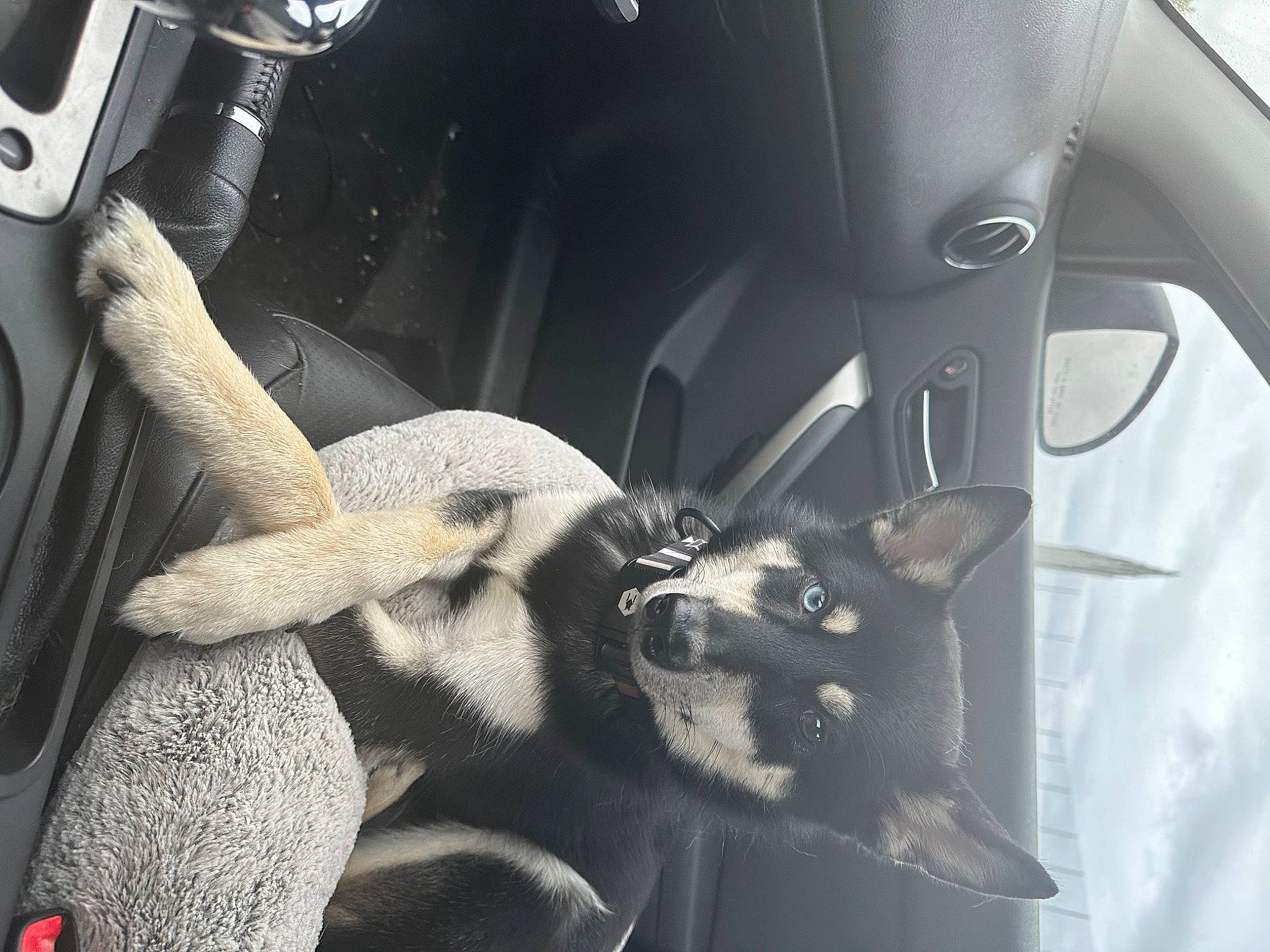 Leo is registered to the contest to win money with this photo: auto_part, automotive_design, automotive_exterior, car, car_seat, car_seat_cover, comfort, family_car, felidae, head_restraint, luxury_vehicle, motor_vehicle, personal_luxury_car, plant, seat_belt, steering_part, steering_wheel, vehicle, vehicle_door, whiskers