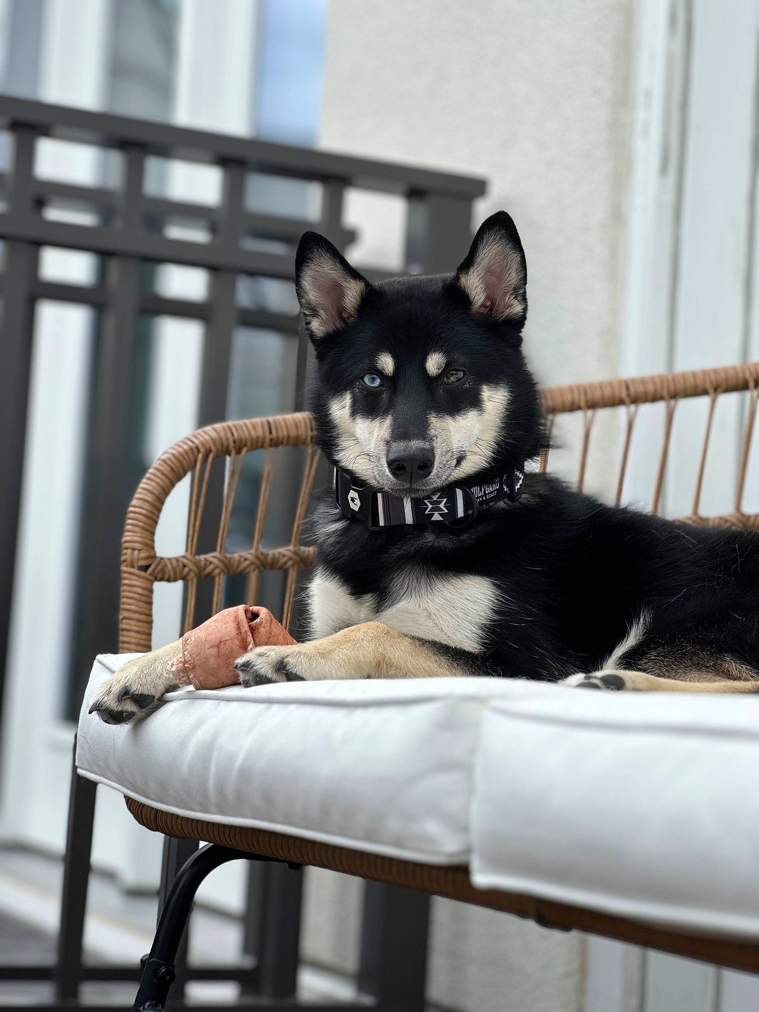 Leo joined the competition — help win amazing prizes! canidae, carnivore, chair, comfort, companion_dog, dog, dog_breed, felidae, fur, non_sporting_group, pet_supply, sitting, small_to_medium_sized_cats, sporting_group, tail, terrestrial_animal, whiskers, window, working_animal, working_dog