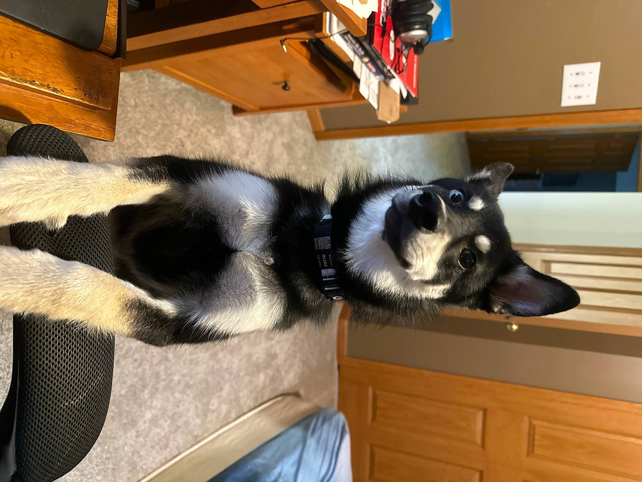 Leo is registered to the contest to win money with this photo: canidae, carnivore, comfort, companion_dog, dog, dog_breed, flooring, foot, fur, hardwood, room, snout, sporting_group, tail, terrestrial_animal, whiskers, wood, working_animal