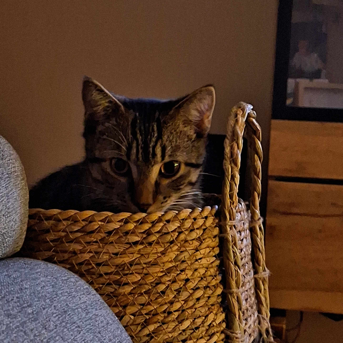Simba a rejoint le concours — aidez-le/la à gagner de superbes lots ! animal, basket, brown, cat, cozy, curious, cute, ears, furniture, grey, home, indoor, pet, relaxed, shadows, sitting, soft_lighting, tabby, whiskers, woven_basket