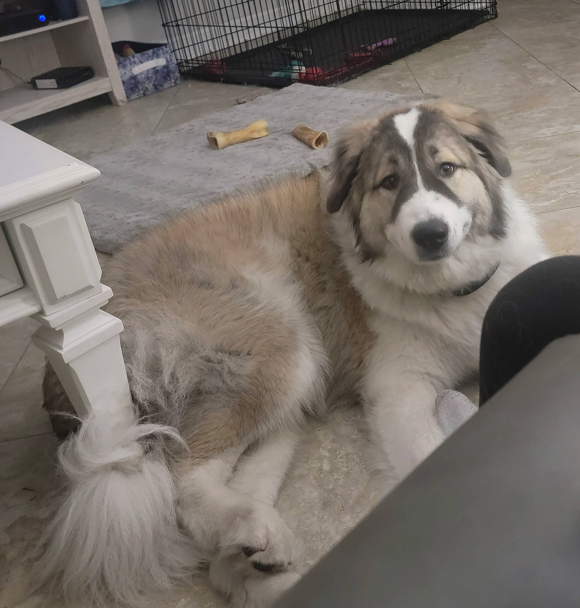 Capone joined the competition — help win amazing prizes! ancient_dog_breeds, animal_shelter, carnivore, chair, comfort, companion_dog, dog, dog_breed, felidae, floor, flooring, fur, hardwood, paw, snout, sporting_group, table, whiskers, working_animal, working_dog