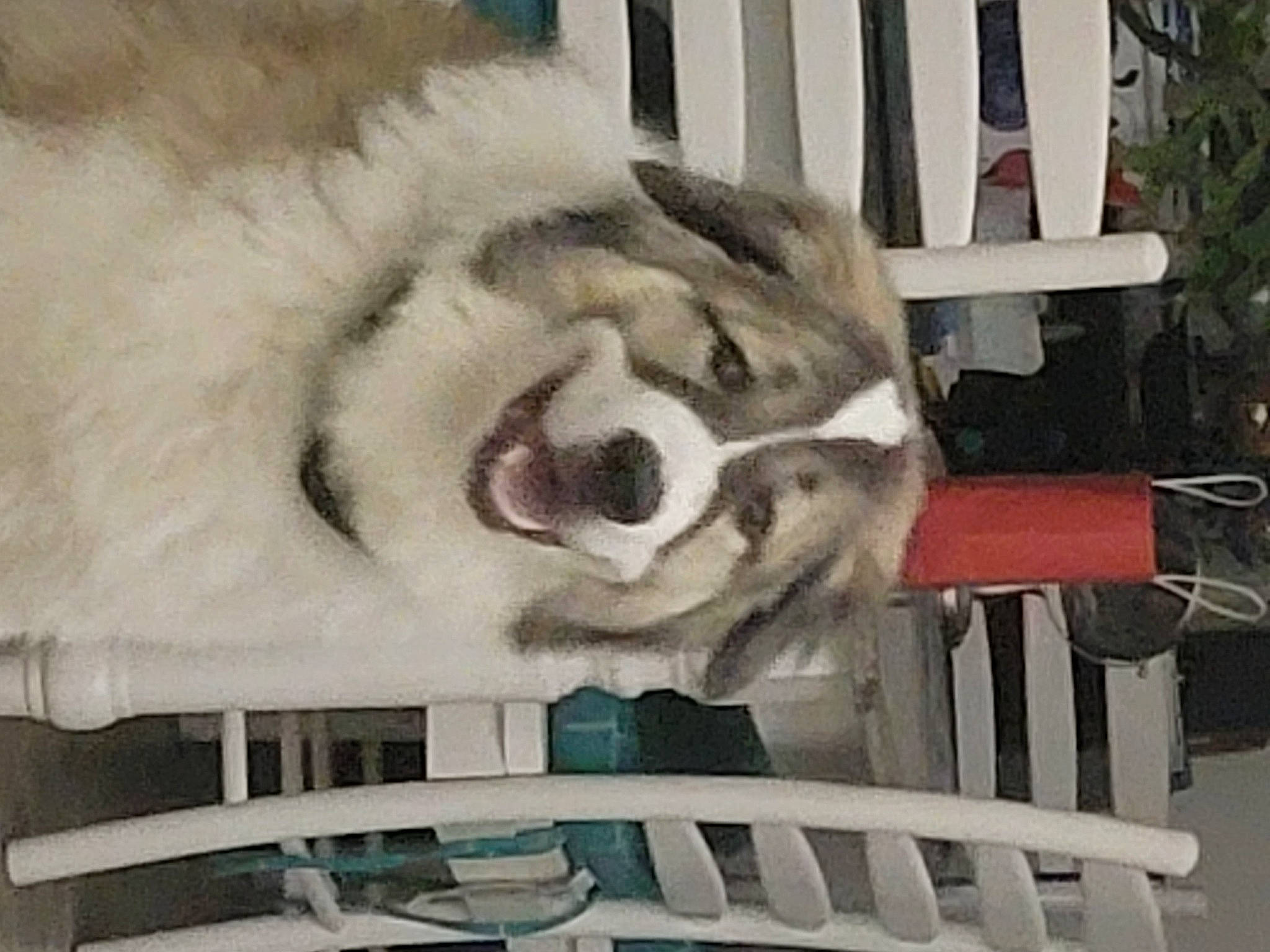 Capone is registered to the contest to win money with this photo: art, chair, eyelash, fur, paint, painting, room, visual_arts, wheel, wing, wood, wool, working_animal