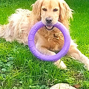 Galak participe au concours pour gagner de l'argent avec cette photo : animal, canine, cockerspaniel, dog, field, frisbee, goldenretriever, grass, grassland, hound, lawn, nature, outdoors, pet, plant, puppy, soil, summer, toy, yard