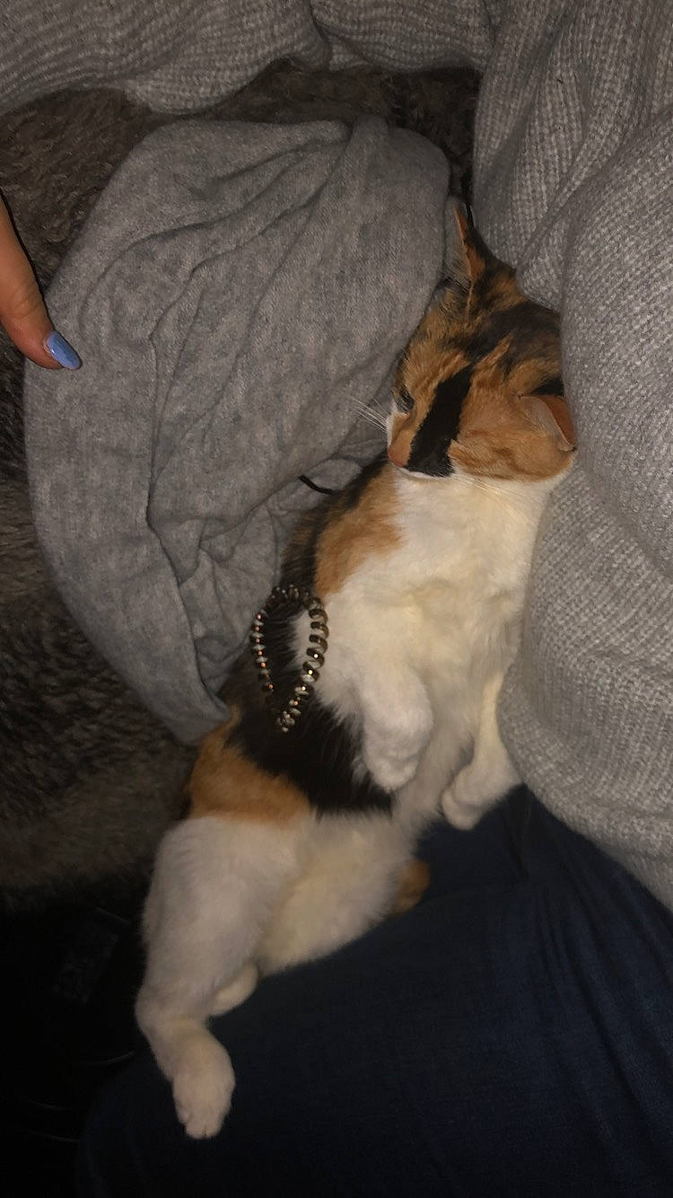 Nala participe au concours pour gagner de l'argent avec cette photo : canidae, carnivore, companion_dog, dog, dog_breed, fawn, fox_terrier, puppy, tail