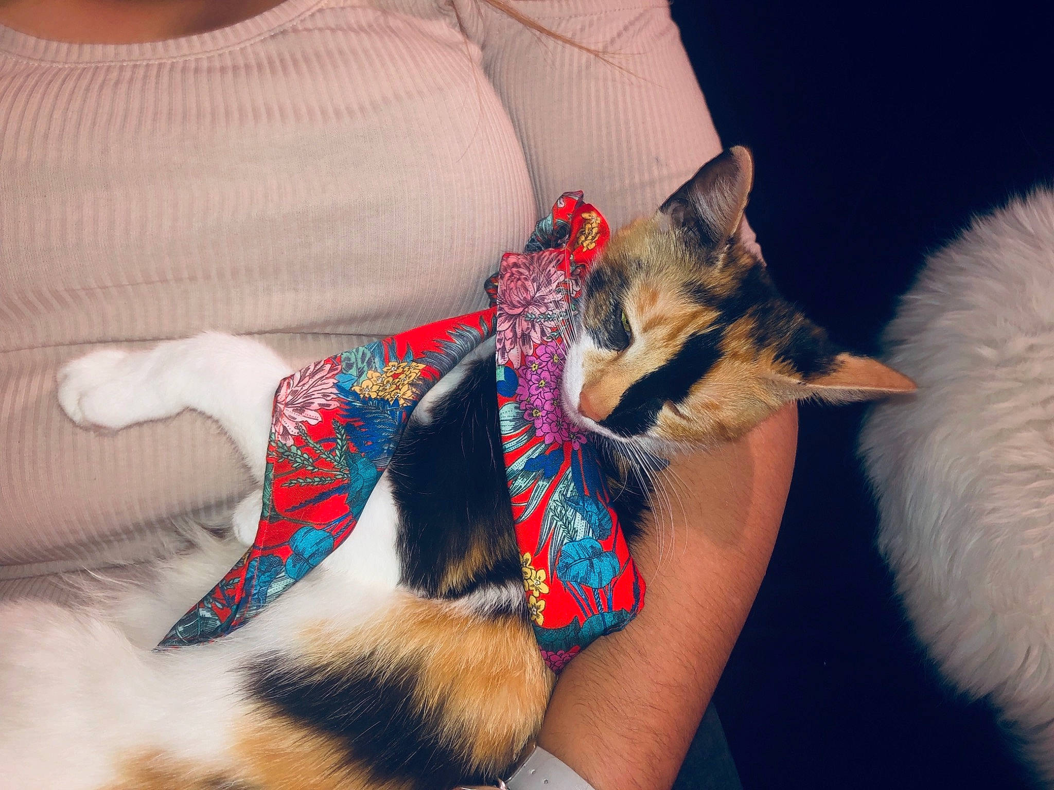 Nala a rejoint le concours — aidez-le/la à gagner de superbes lots ! bow_tie, canidae, carnivore, cat, dog, dog_breed, dog_clothes, ear, fashion_accessory, felidae, fur, kitten, neck, pattern, plaid, puppy, small_to_medium_sized_cats, tail, textile, whiskers