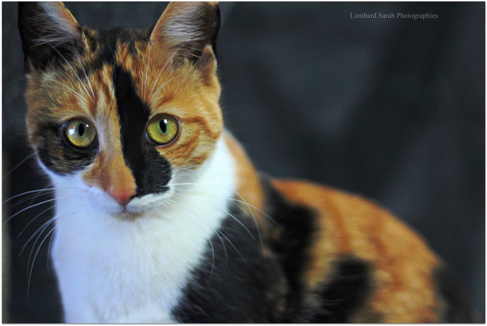 Nala participe au concours pour gagner de l'argent avec cette photo : aegean_cat, american_wirehair, asian, carnivore, cat, domestic_short_haired_cat, european_shorthair, felidae, fur, kitten, mammal, photo_caption, photography, small_to_medium_sized_cats, snapshot, snout, tabby_cat, whiskers, wildlife