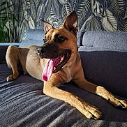 Harry participe au concours pour gagner de l'argent avec cette photo : animal, canine, couch, dog, ears, fur, happy, home, indoor, leaf_pattern, paw, pet, relaxed, shadow, smiling, sofa, sunlight, tongue, tongue_out, wallpaper