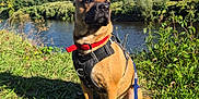 Harry a rejoint le concours — aidez-le/la à gagner de superbes lots ! animal, blue_sky, canine, clouds, collar, daytime, dog, grass, greenery, harness, leash, mammal, nature, outdoor, pet, river, scenic, sitting, sunlight, trees