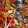 Luna is registered to the contest to win money with this photo: dog, deer, fawn, birds, cardinal, blue_jay, goldfinch, waterfall, pond, water_lilies, autumn, fall_leaves, red_leaves, yellow_flowers, sunflowers, forest, wildlife, pink_dress, harness, outdoor