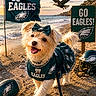 dog, small_dog, pet, eagles_fan, sports_fan, football, american_football, football_helmet, team_jersey, team_flag, beach, seaside, ocean, waves, sunset, outdoor, sportswear, bow, leash, animal_portrait