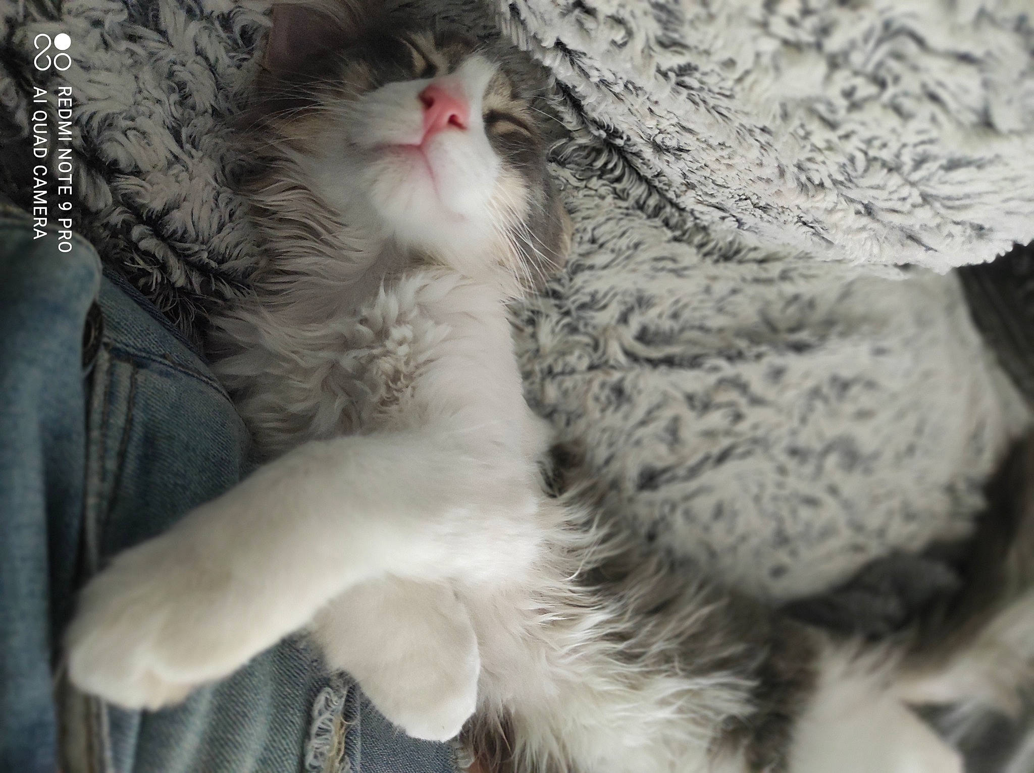 Bamboo a rejoint le concours — aidez-le/la à gagner de superbes lots ! beak, carnivore, cat, claw, comfort, domestic_short_haired_cat, feather, felidae, fur, monochrome, monochrome_photography, pattern, paw, plant, small_to_medium_sized_cats, snout, tail, tree, whiskers