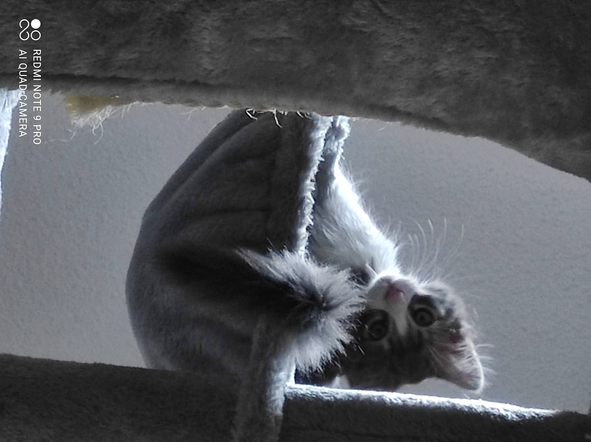 Bamboo participe au concours pour gagner de l'argent avec cette photo : carnivore, cat, darkness, dog_breed, domestic_short_haired_cat, felidae, foot, fur, grey, human_leg, monochrome, monochrome_photography, paw, small_to_medium_sized_cats, snout, sporting_group, tail, water, whiskers, window