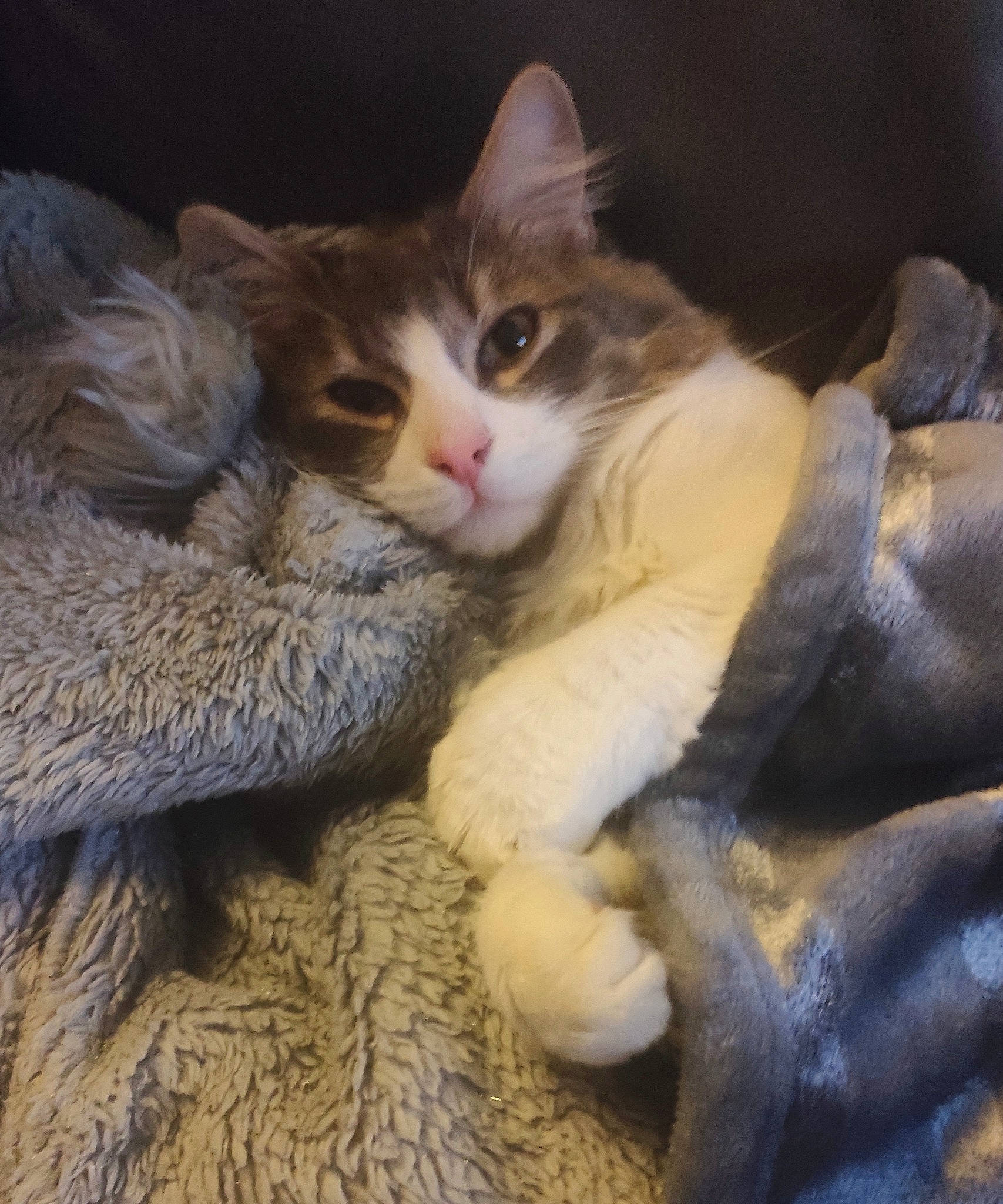 Bamboo participe au concours pour gagner de l'argent avec cette photo : carnivore, cat, cat_bed, claw, comfort, domestic_short_haired_cat, fawn, felidae, fur, iris, nap, paw, photo_caption, sleep, small_to_medium_sized_cats, snout, tail, thread, whiskers, wood