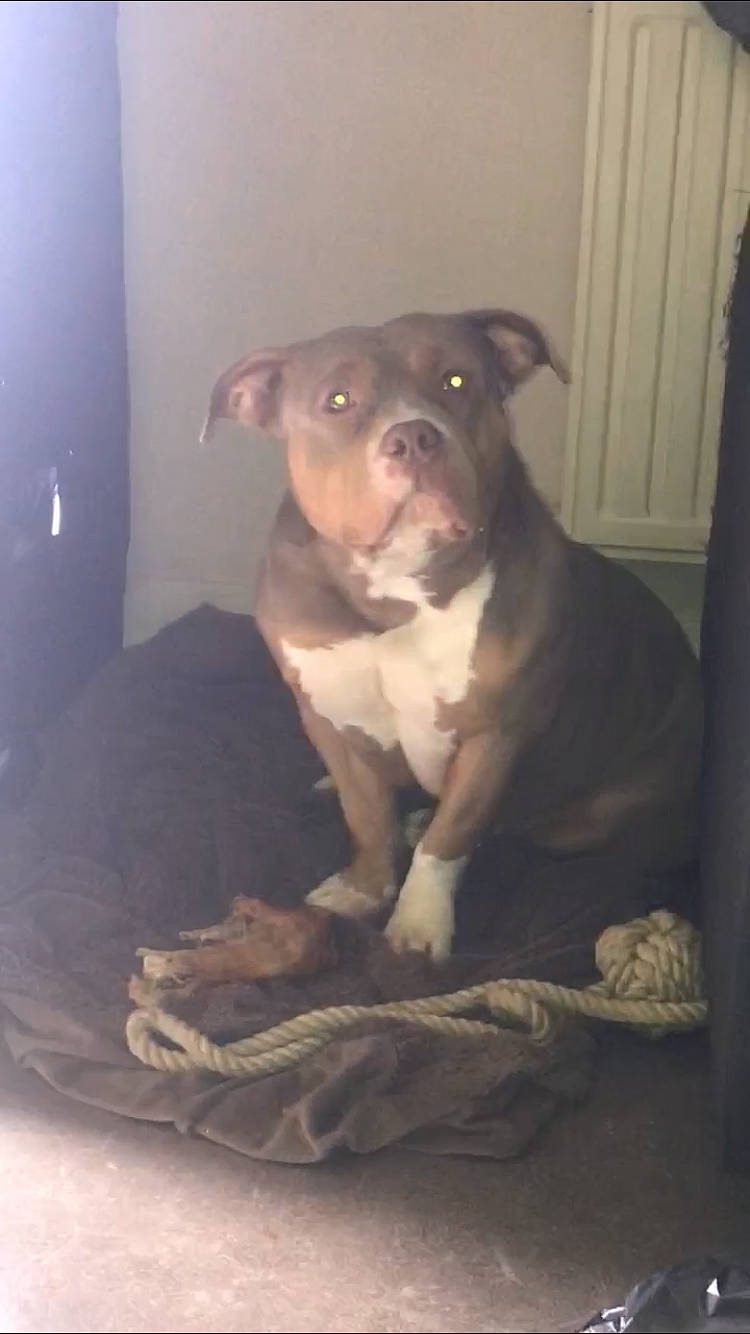 Malaïka a rejoint le concours — aidez-le/la à gagner de superbes lots ! canidae, carnivore, comfort, companion_dog, dog, dog_breed, door, fawn, guard_dog, liver, molosser, non_sporting_group, puppy, snout, sporting_group, toy_dog, whiskers, wood, working_animal, working_dog