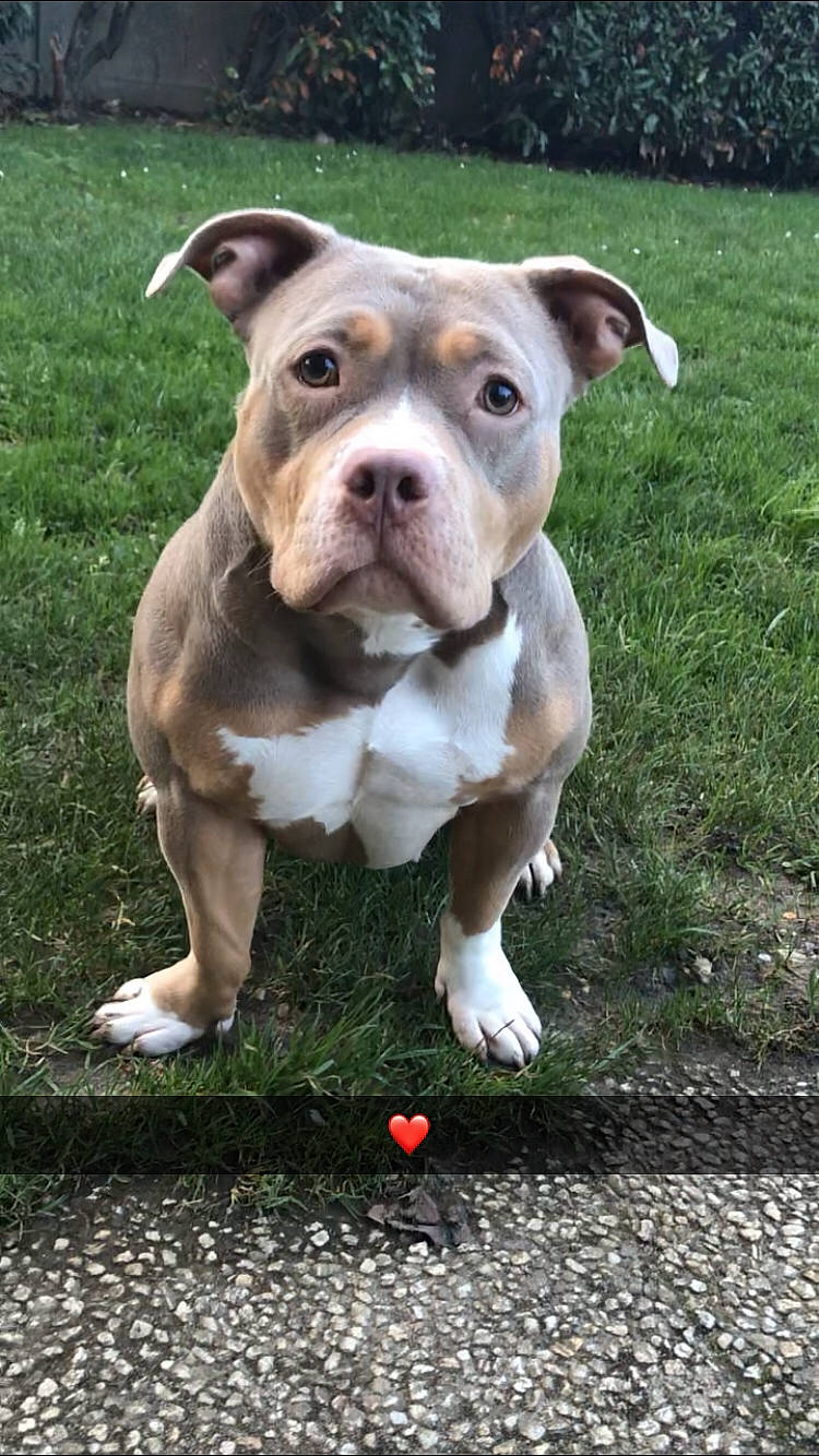 Malaïka participe au concours pour gagner de l'argent avec cette photo : carnivore, companion_dog, dog, dog_breed, fawn, grass, groundcover, non_sporting_group, snout, sporting_group, terrestrial_animal, working_animal, working_dog