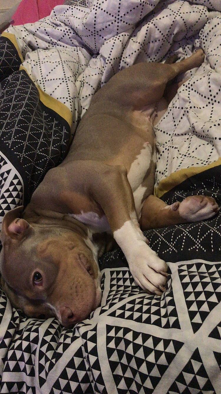 Malaïka a rejoint le concours — aidez-le/la à gagner de superbes lots ! art, bedding, canidae, carnivore, comfort, companion_dog, dog, dog_breed, fawn, flesh, linens, liver, nap, pattern, sleep, snout, sporting_group, terrestrial_animal, working_animal, wrinkle