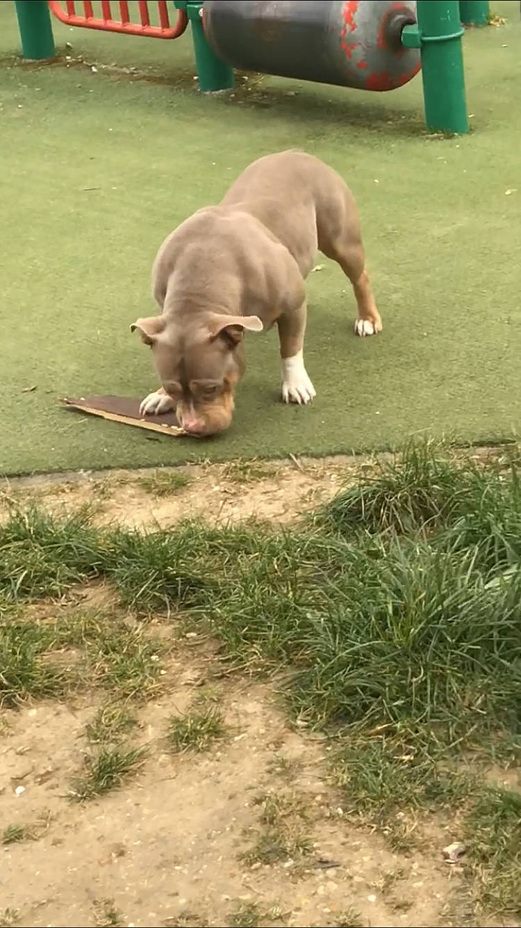 Malaïka a rejoint le concours — aidez-le/la à gagner de superbes lots ! animal_sports, canidae, carnivore, companion_dog, dog, dog_breed, fawn, grass, liver, public_event, recreation, snout, soil, sporting_group, sports, tail, terrestrial_animal, wildlife, working_animal, wrinkle