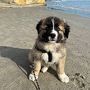 Aston a rejoint le concours — aidez-le/la à gagner de superbes lots ! dog, puppy, beach, sand, leash, harness, ocean, waves, shoreline, fur, paws, portrait, sitting, cute, outdoors, sunny, shadow, sky, coast, vacation