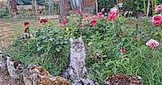 Willy participe au concours pour gagner de l'argent avec cette photo : bushes, cat, daylight, fence, flower_garden, flowers, garden, grass, gray_cat, greenery, nature, outdoor, peaceful, pet, plants, roses, stones, trees, wildflowers, wooden_shed