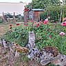 bushes, cat, daylight, fence, flower_garden, flowers, garden, grass, gray_cat, greenery, nature, outdoor, peaceful, pet, plants, roses, stones, trees, wildflowers, wooden_shed