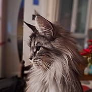 Willy participe au concours pour gagner de l'argent avec cette photo : animal, blurred_background, cat, close_up, cozy, decor, domestic_cat, ears, feline, fluffy, fur, household, indoor, long_hair, pet, profile_view, side_view, table, whiskers, window