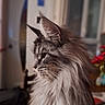 animal, blurred_background, cat, close_up, cozy, decor, domestic_cat, ears, feline, fluffy, fur, household, indoor, long_hair, pet, profile_view, side_view, table, whiskers, window