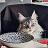 bowl, cat, chair, close_up, curious, domestic, fabric, feline, fluffy_cat, fridge, green_eyes, indoor, kitchen, leopard_print, magnets, pet, portrait, postcards, table, tablecloth