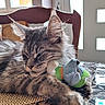 animal, cat, cozy, cute, feline, fur, indoor, patterned_table, paw, pet, relaxed, resting, sleeping, stuffed_toy, sunlight, tabby, table, toy_mouse, whiskers, wooden_chair
