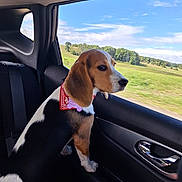 Alba a rejoint le concours — aidez-le/la à gagner de superbes lots ! dog, beagle, bandana, car_interior, car_seat, window, countryside, greenery, sky, clouds, animal, pet, travel, road_trip, nature, side_view, curious, daytime, domestic_animal, landscape