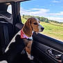 dog, beagle, bandana, car_interior, car_seat, window, countryside, greenery, sky, clouds, animal, pet, travel, road_trip, nature, side_view, curious, daytime, domestic_animal, landscape