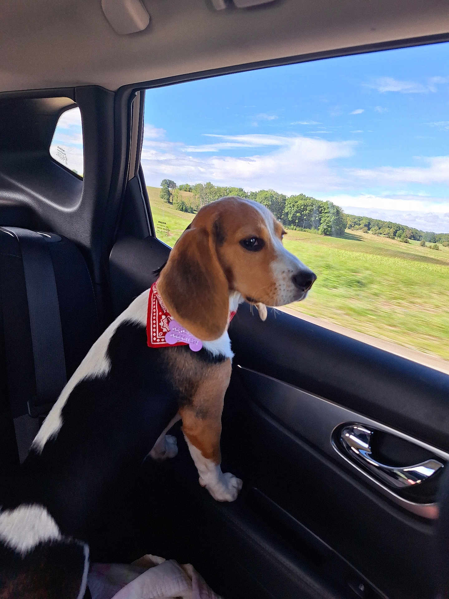 Alba a rejoint le concours — aidez-le/la à gagner de superbes lots ! dog, beagle, bandana, car_interior, car_seat, window, countryside, greenery, sky, clouds, animal, pet, travel, road_trip, nature, side_view, curious, daytime, domestic_animal, landscape
