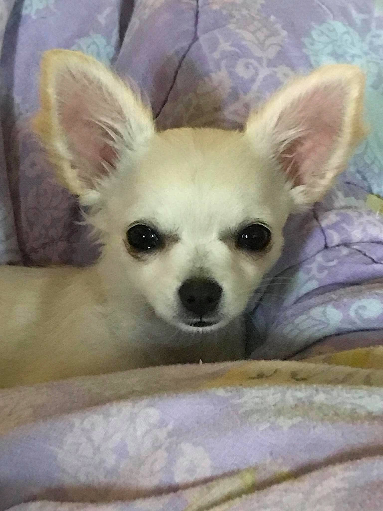 Meadow is registered to the contest to win money with this photo: canidae, carnivore, chihuahua, comfort, companion_dog, corgi_chihuahua, dog, dog_breed, dog_supply, ear, eye, fawn, fur, head, snout, sporting_group, terrestrial_animal, toy_dog, whiskers, working_animal