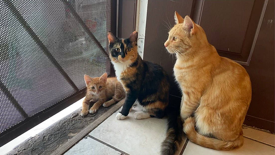 Duchess joined the competition — help win amazing prizes! animal_shelter, carnivore, cat, cat_furniture, claw, domestic_short_haired_cat, fawn, felidae, fur, mammal, mesh, paw, pet_supply, small_to_medium_sized_cats, snout, tail, terrestrial_animal, whiskers, wildlife, wood