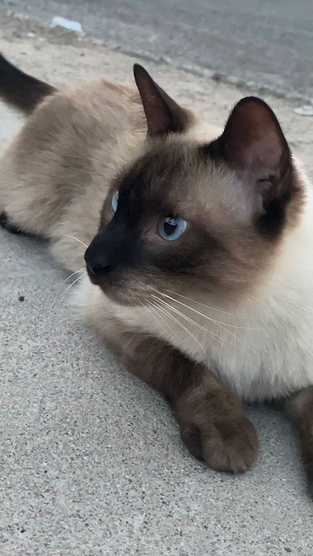 Smoky Bearsmoky Bear is registered to the contest to win money with this photo: carnivore, cat, fawn, felidae, fur, iris, mammal, siamese, small_to_medium_sized_cats, snout, terrestrial_animal, whiskers