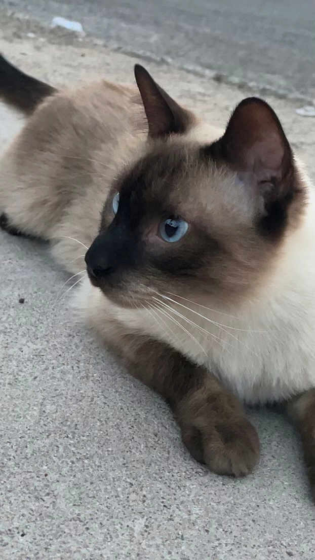 Smoky Bearsmoky Bear