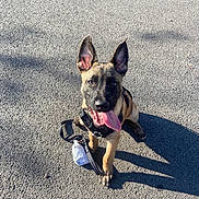 Arés participe au concours pour gagner de l'argent avec cette photo : dog, puppy, outdoor, asphalt, leash, harness, tongue_out, sunlight, shadow, pet, animal, cute, playful, ears, sitting, canine, happy, young_dog, walk, companion