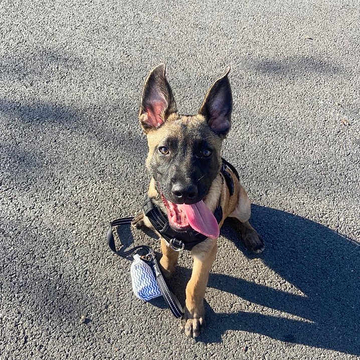 Arés participe au concours pour gagner de l'argent avec cette photo : animal, asphalt, canine, companion, cute, dog, ears, happy, harness, leash, outdoor, pet, playful, puppy, shadow, sitting, sunlight, tongue_out, walk, young_dog