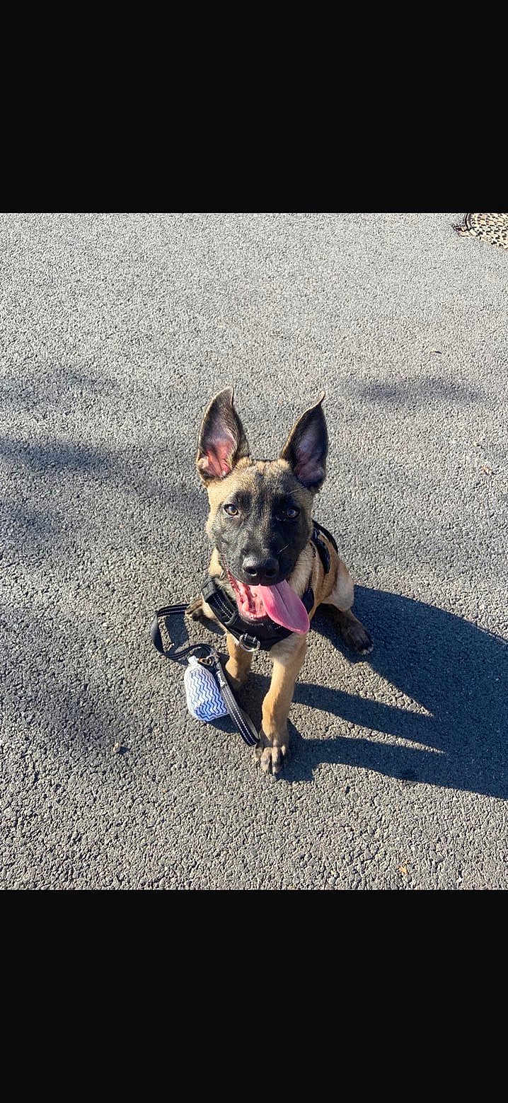 Arés participe au concours pour gagner de l'argent avec cette photo : dog, puppy, outdoor, asphalt, leash, harness, tongue_out, sunlight, shadow, pet, animal, cute, playful, ears, sitting, canine, happy, young_dog, walk, companion